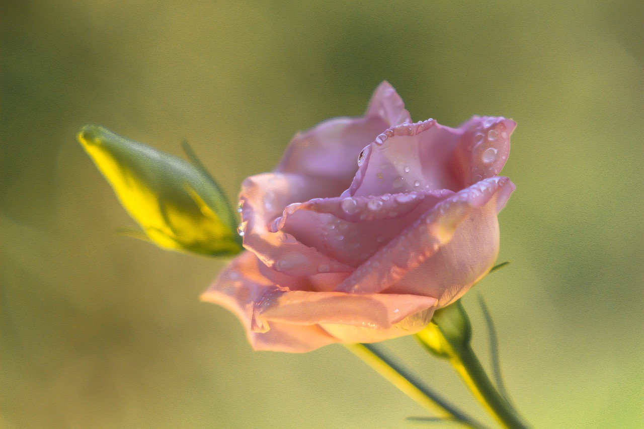 Maintaining Beautiful Roses All Year Round